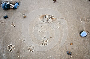 Human and dog prints on the beach