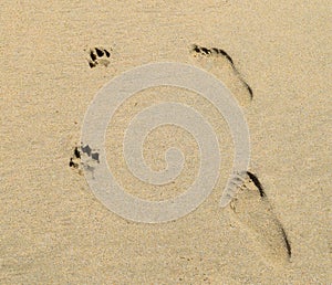 Human and Dog Prints in Sand