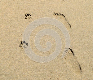 Human and Dog Prints in Sand photo