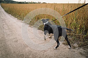 Human and a dog. Teengirl and her friend staffer dog on the field background