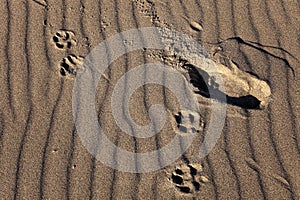 Human and dog tracks on a sand waves background