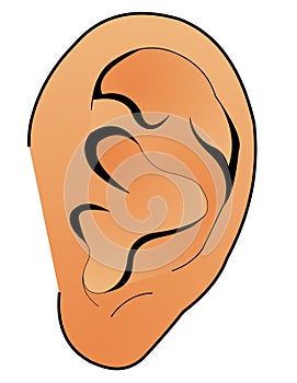 Human ear