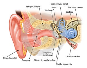 anatomy of the human ear