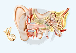 Human Ear