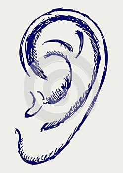 Human ear