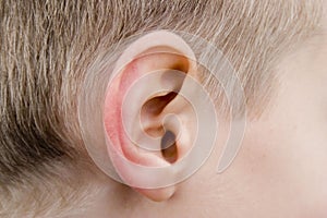 Human ear