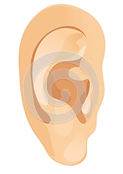 Human ear photo