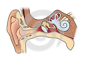 Human ear anatomy photo