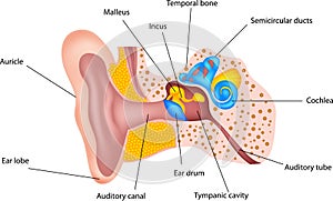 Human ear anatomy