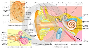 Human ear anatomy.