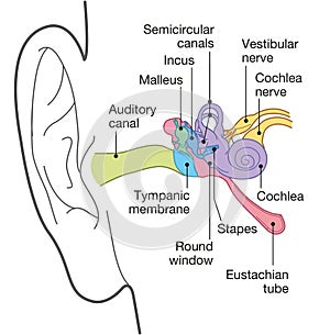 Human ear anatomy with captions, medically accurate 3D illustration