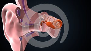Human ear anatomy. Ears inner structure, organ of hearing