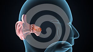 Human ear anatomy. Ears inner structure, organ of hearing .3d illustration