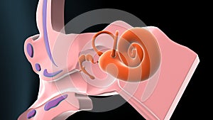 Human ear anatomy. Ears inner structure, organ of hearing. 3d illustration