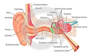 Human ear anatomy. Ears inner structure, organ of hearing vector illustration