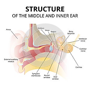 human ear anatomy, hearing system on white background