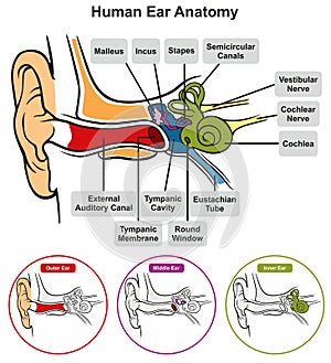 Human ear anatomy infographic diagram