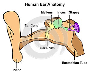 Human ear anatomy infographic diagram photo