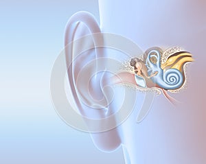 Human ear anatomy, medically 3D illustration