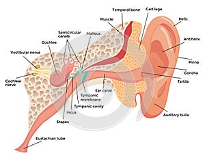 Human ear anatomy, structure anatomical diagram. Outer, middle and inner ear section concept. Eardrum, cochlea