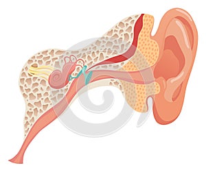 Human ear anatomy, structure anatomical diagram. Outer, middle and inner ear section concept. Eardrum, cochlea