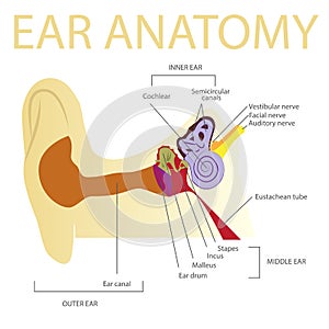 Human ear anatomy