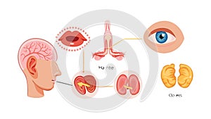 Human Ear and Brain Connection, Auditory Processing, vector design Generative AI