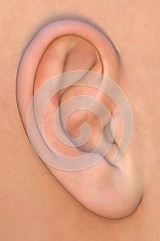Člověk ucho 