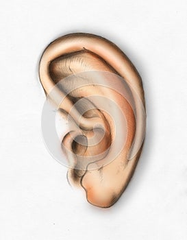 Human ear (colored)