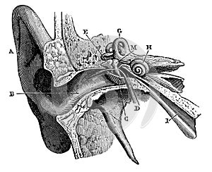 Human ear in cross section.