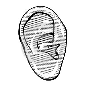 Human ear in engraved style