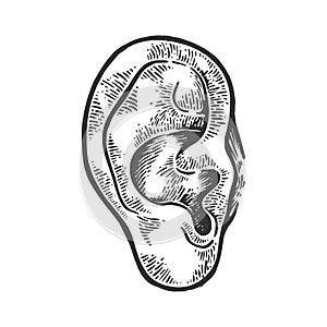 Human ear engraving vector illustration