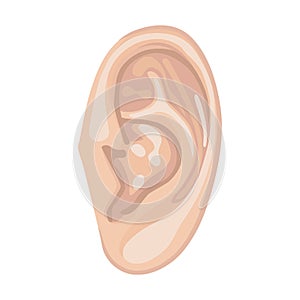 Human ear