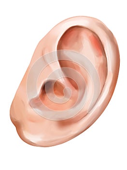 Human ear