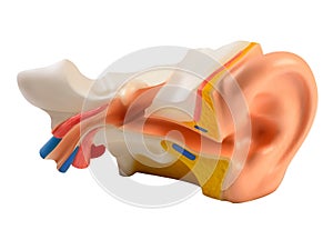 Human Ear illustration