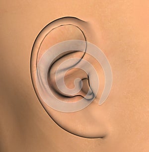 Human ear illustration