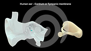 Human Ear - Inner Ear Parts - Eardrum or Tympanic membrane photo