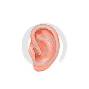 Human ear, isolated organ with pinna and ear canal for listening sound and communication