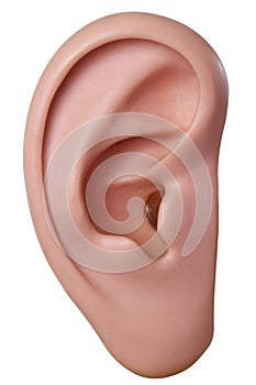 Human ear model
