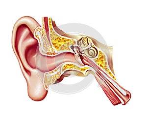 Human ear, realistic cutaway diagram.