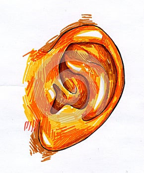 Human ear sketch photo