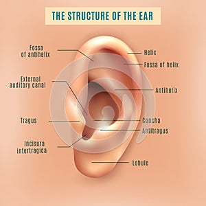 Human Ear Structure Medical Background Poster