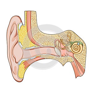 Human ear structure medical educational vector