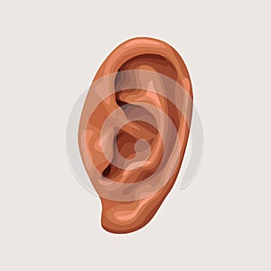 Human ear on white background