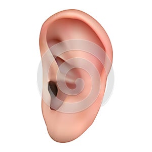  human ear on a white isolated background