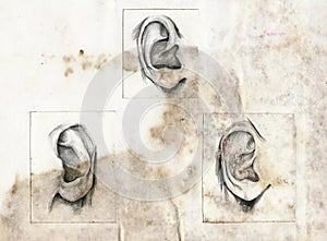 Human ears