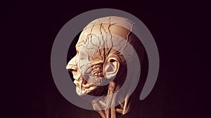 Human Ecorche Flayed Head Face Anatomical Musculature Display Halloween Sculpture Left View