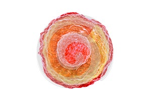 Human egg cell
