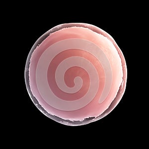 Human egg cell