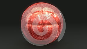 Human Egg Cell Division